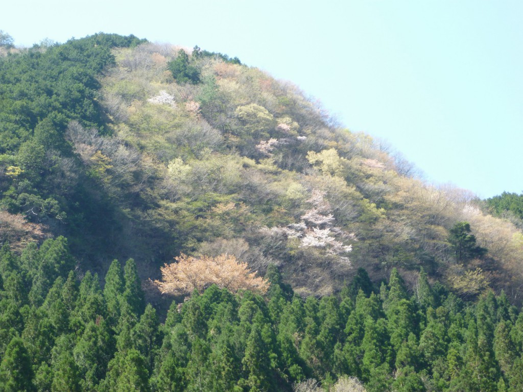 山桜2_JALAN_160420